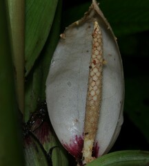 Xanthosoma granvillei