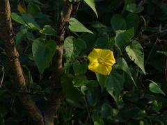 Ipomoea clarkei