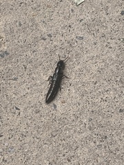 Thyreocephalus