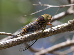 Macrotristria intersecta