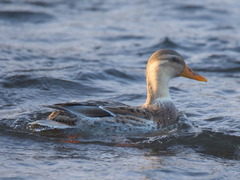 Anas platyrhynchos domesticus
