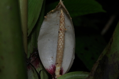 Xanthosoma granvillei