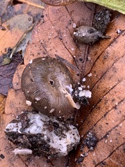 Triodopsis hopetonensis
