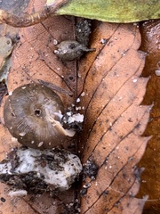 Triodopsis hopetonensis