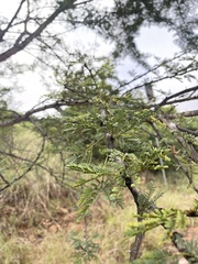 Vachellia natalitia