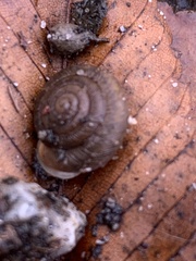 Triodopsis hopetonensis