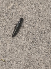 Thyreocephalus