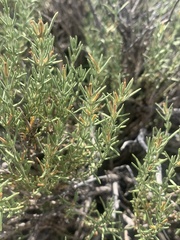 Frankenia jamesii