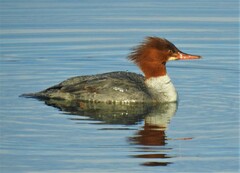 Mergus merganser