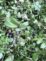 Nasturtium officinale