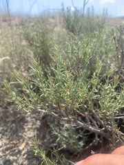 Frankenia jamesii