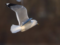 Larus canus