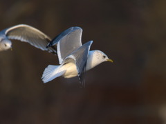 Larus canus