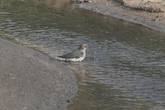 Cinnyricinclus leucogaster