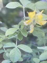 Crotalaria incana