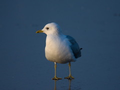 Larus canus