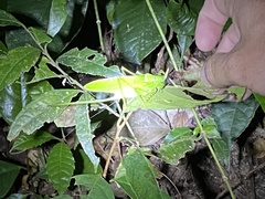 Copiphora rhinoceros