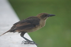 Quiscalus lugubris