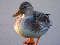 Anas platyrhynchos domesticus