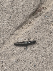 Thyreocephalus