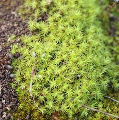 Leptodontium paradoxum