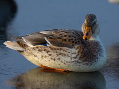 Anas platyrhynchos domesticus