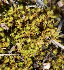 Leptodontium paradoxum