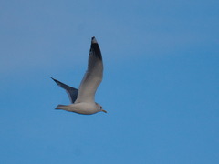 Larus canus