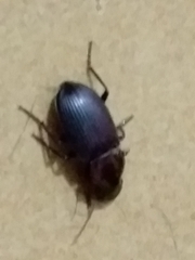 Neoaulacoryssus speciosus