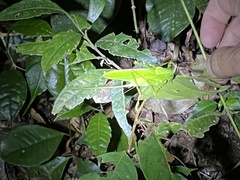 Copiphora rhinoceros