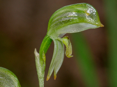 Pterostylis