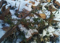 Lepidium ruderale