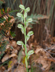 Pterostylis