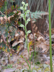Pterostylis
