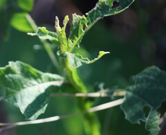 Verbesina microptera