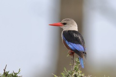 Halcyon leucocephala