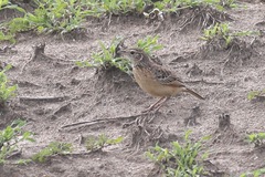 Mirafra rufocinnamomea