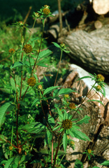 Bidens frondosa