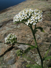 Achillea millefolium