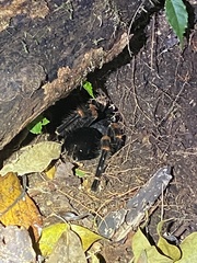 Megaphobema mesomelas