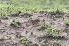 Mirafra rufocinnamomea