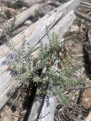Sophora nuttalliana
