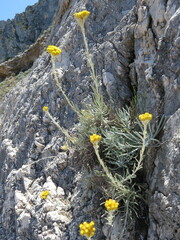 Helichrysum panormitanum