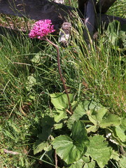 Adenostyles alliariae