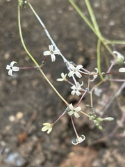 Kohautia amatymbica
