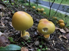 Amanita malayensis