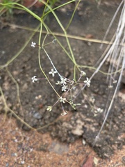 Kohautia amatymbica