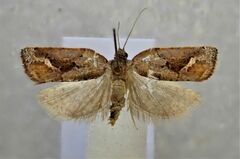 Pyrgotis zygiana