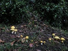 Amanita malayensis