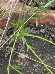Kohautia amatymbica